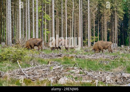 Le Bison, aussi Wisent ou Bison bonasus, est un grand mammifère terrestre qui a presque disparu en Europe, mais qui est maintenant réintroduit dans l'RO Banque D'Images