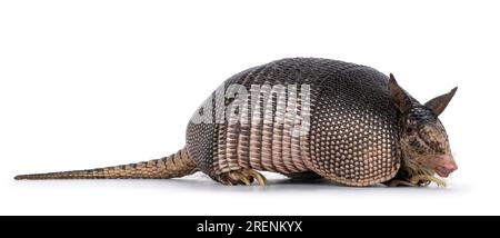 Neuf bandes Armadillo aka Dasypus novemcinctus, debout sur le côté. Regarder vers la caméra. Isolé sur fond blanc. Banque D'Images