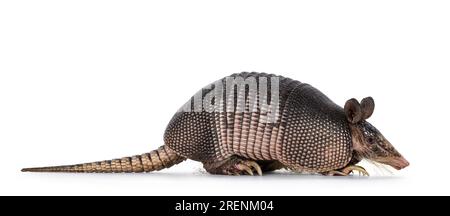 Neuf bandes Armadillo aka Dasypus novemcinctus, debout sur le côté. Regarder de côté. Isolé sur fond blanc. Banque D'Images