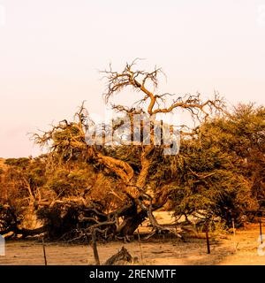 Un Camelthorn partiellement mort dans la lumière dorée du soleil couchant dans le désert du Kalahari en Namibie Banque D'Images