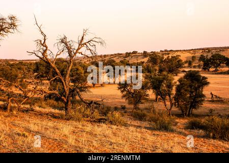 Vue en fin d'après-midi sur un lit de rivière asséché entre les dunes basses du désert du Kalahari Banque D'Images