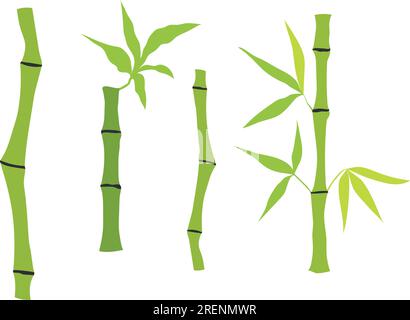 Tige et feuilles de bambou dessinées à la main. Ensemble d'arbre de bambou. Illustration botanique dessinée à la main isolée sur fond blanc. Art vectoriel Illustration de Vecteur