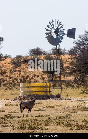 Un seul oryx gemsbok dans un moulin à vent dans le lit de la rivière Dry Auob dans le parc national de Kgalagadi Banque D'Images