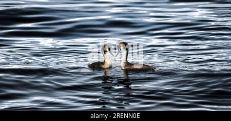 Un grand couple de grèbes à crête (Podiceps cristatus) sur un lac sombre aux vagues douces, centrées, de grande taille Banque D'Images