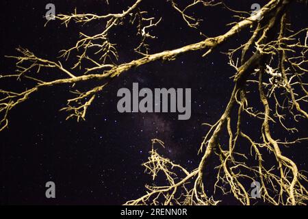 Regardant vers le haut le ciel nocturne africain avec les branches illuminées d'un arbre mort au premier plan Banque D'Images