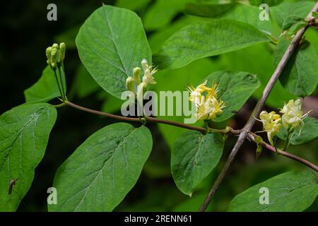 Lonicera xylosteum, mouche welukle fleurs blanches de gros plan foyer sélectif. Banque D'Images