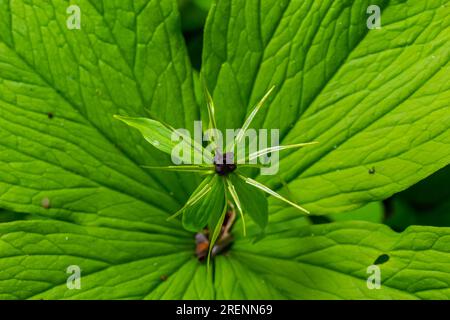 Quadrifolia de Paris. Fleur gros plan de la plante toxique, herbe-paris ou le nœud de vrais amoureux. Herbe de Paris en fleurs. Œil de Corbeau ou œil de corbeau, empoisonno Banque D'Images