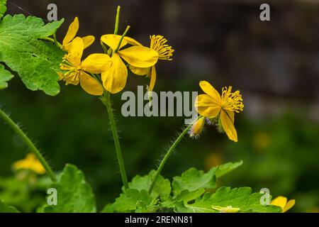 Macro photo de fleurs jaunes naturelles de celandine. Arrière-plan fleurs fleurs plante celandine. Banque D'Images