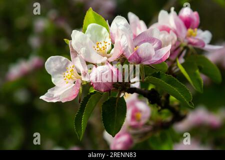 Boutons de fleurs, fleurs et jeunes feuilles vertes sur une branche d'un pommier en fleur. Gros plan des bourgeons roses et des fleurs d'un pommier sur un bac flou Banque D'Images