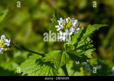 Fleurs de moutarde à l'ail Alliaria petiolata gros plan. Alliaria petiolata, ou moutarde à l'ail, est une plante à fleurs bisannuelle de la famille des moutarde Brassic Banque D'Images