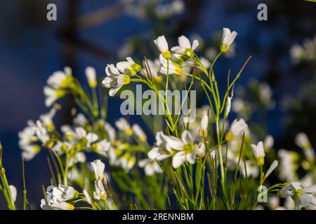 Cardamine amara, connue sous le nom de grande cresson amère. Forêt de printemps. fond floral d'une plante en fleurs. Banque D'Images