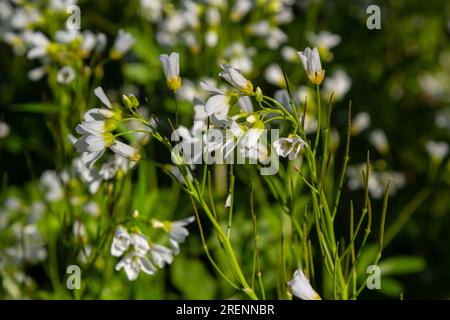 Cardamine amara, connue sous le nom de grande cresson amère. Forêt de printemps. fond floral d'une plante en fleurs. Banque D'Images