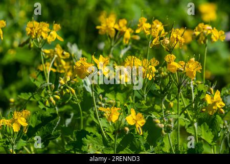 Macro photo de fleurs jaunes naturelles de celandine. Arrière-plan fleurs fleurs plante celandine. Banque D'Images