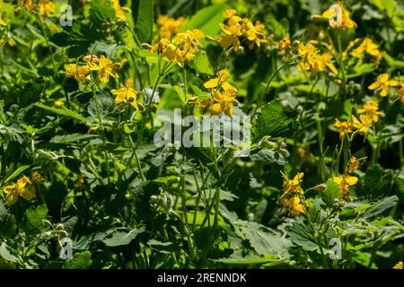 Macro photo de fleurs jaunes naturelles de celandine. Arrière-plan fleurs fleurs plante celandine. Banque D'Images