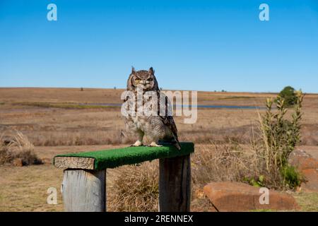 sanctuaire d'oiseaux, hibou reposant sur une clôture en bois, savane sèche en plein air derrière Banque D'Images