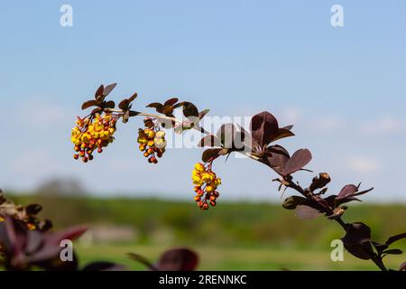 Berberis thunbergii arbuste à fleurs ornementales de barbes japonaises, groupe de belles petites fleurs pétale jaunes en fleur, feuilles rougeâtres pourpres. Banque D'Images