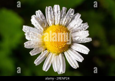 Fleurs sauvages de Marguerite poussant sur la prairie, chamomiles blancs. Daisy d'Oxeye, Leucanthemum vulgare, Daisy, Dox-eye, Marguerite commune, Marguerites de chien, concep de jardinage Banque D'Images