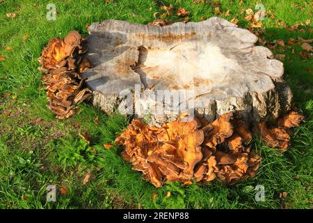 Meripilus giganteus, champignon brun poussant à l'état sauvage, en couches autour d'une souche d'arbre. Entouré d'herbe verte et de terre. Banque D'Images