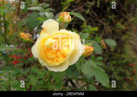 Grande rose jaune fleurie sertie contre le feuillage vert avec des têtes de fleurs fermées. Banque D'Images