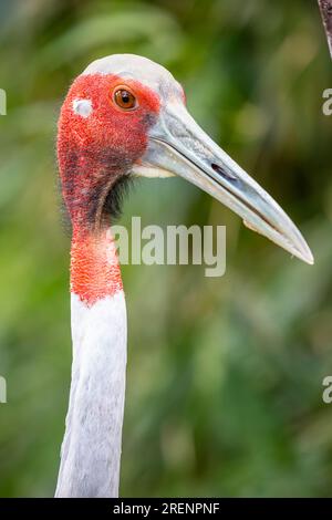 Gros plan de la grue Sarus la grue Sarus est une grande grue non migratrice que l'on trouve dans certaines parties du sous-continent indien, en Asie du Sud-est Banque D'Images