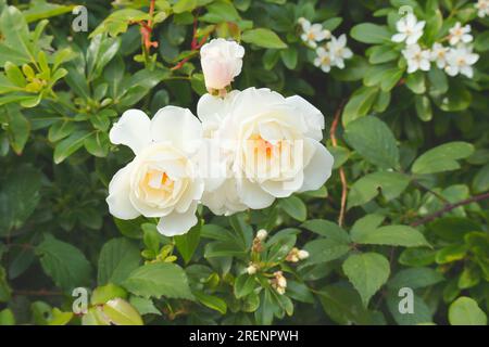 Roses blanches vives serties sur un fond touffu de feuillage vert. Banque D'Images