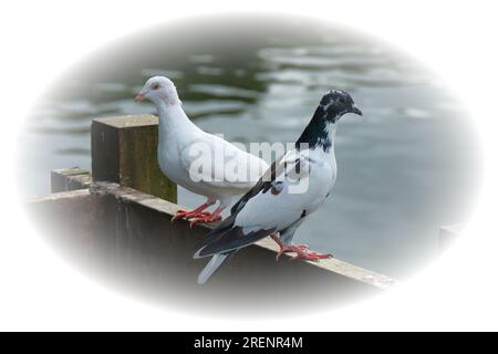 Deux pigeons, l'un blanc l'autre noir et blanc, debout sur un rail de clôture, chacun regardant dans la direction opposée. Au bord d'un lac avec de l'eau ondulante calme. Banque D'Images