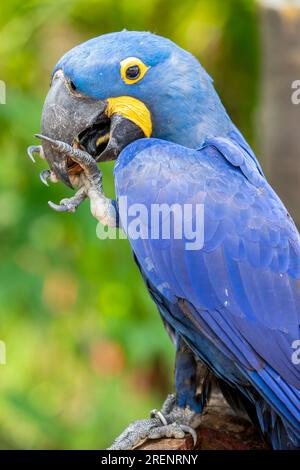 La macaw jacinthe est un perroquet originaire du centre et de l'est de l'Amérique du Sud. C'est la plus grande macaw et la plus grande espèce de perroquet volant. Banque D'Images