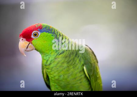 L'amazona viridigenalis (Amazona viridigenalis) est un perroquet amazonien très social, en voie de disparition, originaire du nord-est du Mexique Banque D'Images