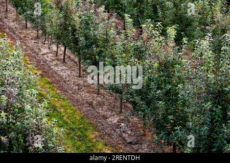 Vergers de pommes fruitières, perspective infinie rangées sans fin de jeunes arbres dans une grande ferme agricole. Jour de récolte d'automne dans les vergers de fermier à Bukovyna Banque D'Images