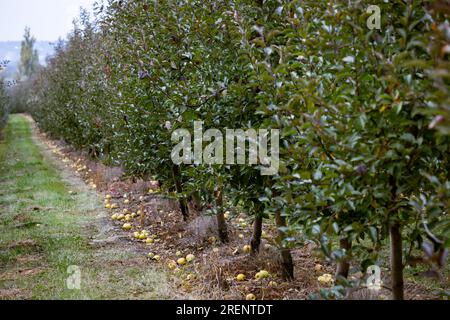 Vergers de pommes fruitières, perspective infinie rangées sans fin de jeunes arbres dans une grande ferme agricole. Jour de récolte d'automne dans les vergers de fermier à Bukovyna Banque D'Images