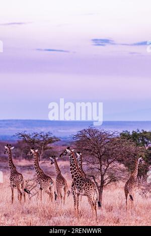 Kenya paysages voyages Safaris faune animaux Mont Kilimandjaro Kimana Loitokitok Emali route girafes Afrique de l'est nature Amboseli National Banque D'Images