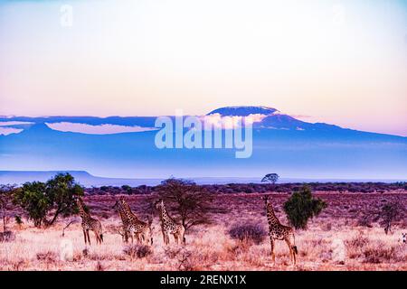 Kenya paysages voyages Safaris faune animaux Mont Kilimandjaro Kimana Loitokitok Emali route girafes Afrique de l'est nature Amboseli National Banque D'Images