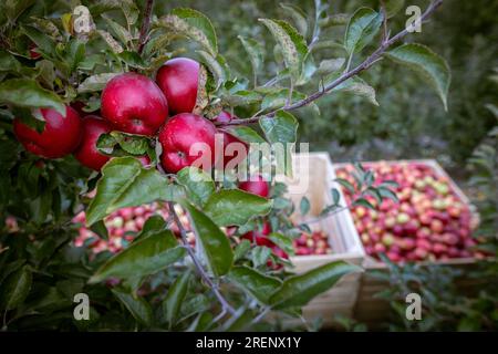 Fruits mûrs de pommes rouges sur les branches de jeunes pommiers. Journée de récolte d'automne dans les vergers de fermier dans la région de Bukovyna, Ukraine. Banque D'Images