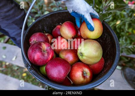 La récolte de pommes rouges mûres fraîches qui viennent d'être collectées à partir des branches est pliée dans de grands seaux en plastique. Capacité de production d'une ferme de vergers en Banque D'Images