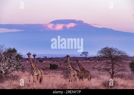 Kenya paysages voyages Safaris faune animaux Mont Kilimandjaro Kimana Loitokitok Emali route girafes Afrique de l'est nature Amboseli National Banque D'Images