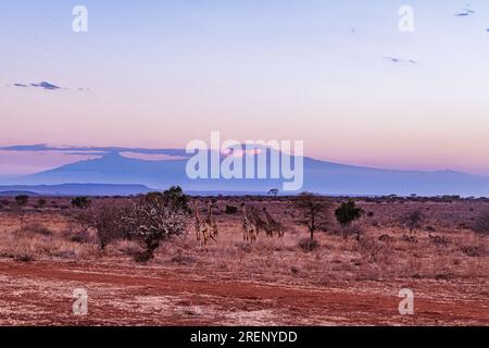 Kenya paysages voyages Safaris faune animaux Mont Kilimandjaro Kimana Loitokitok Emali route girafes Afrique de l'est nature Amboseli National Banque D'Images