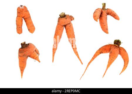 Légumes de carotte fourchus et déformés. Exemples imparfaits organiques sur fond blanc. Banque D'Images