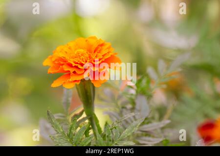 Fleur de souci orange française (Tagetes) en pleine floraison Banque D'Images