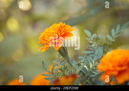 Fleur de souci orange française (Tagetes) en pleine floraison Banque D'Images