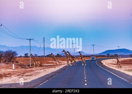 Kenya paysages voyages Safaris faune animaux Mont Kilimandjaro Kimana Loitokitok Emali route girafes Afrique de l'est nature Amboseli National Banque D'Images