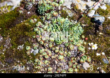 Petites roses vertes succulentes et mousse poussant sur les rochers dans les montagnes de Bucegi, Roumanie Banque D'Images