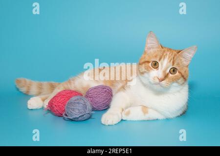 Chat rouge et blanc jouant avec des écheveaux de laine multicolore, sur fond bleu Banque D'Images
