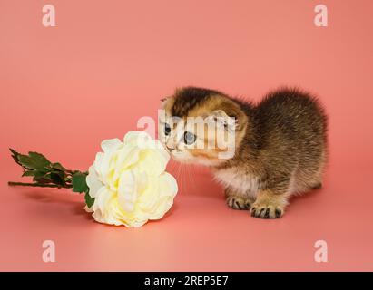 Petit chaton écossais pliant renifle une fleur blanche, sur un fond rose Banque D'Images