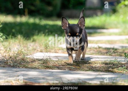 Chiot Chihuahua brun et noir marchant Banque D'Images