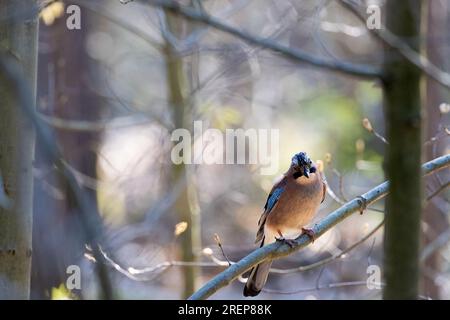 Capturez l'essence de la nature tandis qu'un magnifique geai eurasien est assis gracieusement sur un arbre dans la forêt luxuriante, ses yeux pointus surveillant l'esprit environnant Banque D'Images