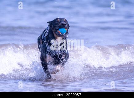 Un Border Collie gallois jouant sur une plage Banque D'Images