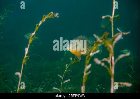 Pumkinseed Sunfish nageant à travers les mauvaises herbes dans un lac intérieur en Amérique du Nord Banque D'Images