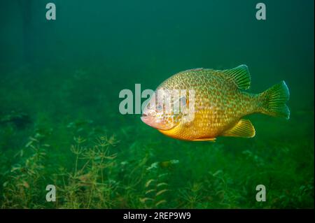 Pumkinseed Sunfish nageant dans un lac intérieur en Amérique du Nord Banque D'Images