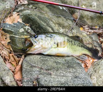 Tenue parfaite de bar à grande bouche, pêche côtière, pêche du poisson Banque D'Images