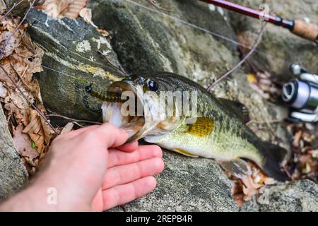 Tenue parfaite de bar à grande bouche, pêche côtière, pêche du poisson Banque D'Images